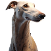 Greyhound Dog