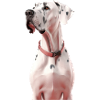Great Dane Dog