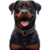 Rottweiler Dog