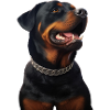 Rottweiler Dog