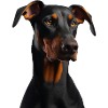 Dobermann Dog
