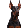 Dobermann Dog