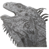 Bearded dragon