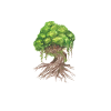 Save The Rainforest