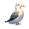 Möwe