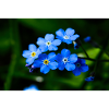 Forget-me-nots.