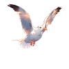 Seemöwe
