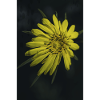 Fleur sauvage jaune.