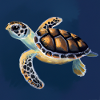 Tortue de mer