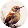 Wren bird