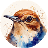 Wren bird