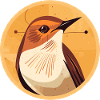 Wren bird