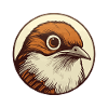Wren bird
