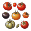 Tomates
