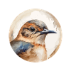 Wren bird