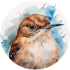 Wren bird