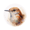 Wren bird