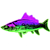 Neon Forelle