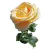 TEA ROSE