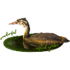 Great crested grebe