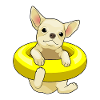Chihuahua Swimming Lifebuoy