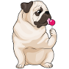 Pug Lollipop