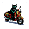 Chat mignons à moto