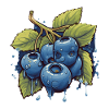 Blueberry