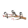 Bird Chickadee Bird Watching