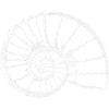 Ammonite