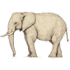 Elephant plain lines