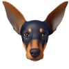 Dobermann Dobermanntrainer Hund Dobermannwelpe