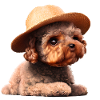 Hunde valp puddel hund eier puddel valp hund kjærlighet