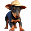Dobermanntrainer Hund Dobermannwelpe Dobermann