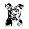 Pitbull