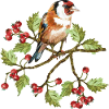 Bunter Vogel