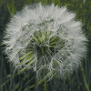 Dandelion.