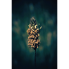 Herbe à fleurs.