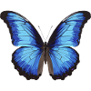 Blue Morpho Butterfly