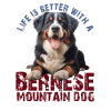 Berner Sennenhund