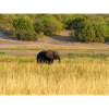 elephants in Namibia Africa