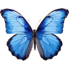 Blue Morpho Butterfly