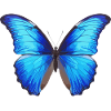 Blue Morpho Butterfly