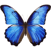 Blue Morpho Butterfly