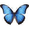 Morpho Papillon Bleu