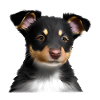 Puppy Australian Shepherd Dog Owner