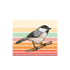 Bird Chickadee Bird Watching