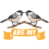 Bird Chickadee Bird Watching