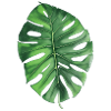 Monstera