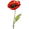 Papaver